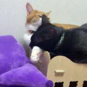 ヒメ日記 2026/02/16 11:29 投稿 渋谷みく 一夜妻