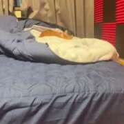 ヒメ日記 2026/02/21 10:49 投稿 渋谷みく 一夜妻