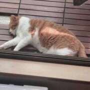ヒメ日記 2026/06/19 10:49 投稿 渋谷みく 一夜妻