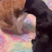 ヒメ日記 2026/07/01 09:29 投稿 渋谷みく 一夜妻