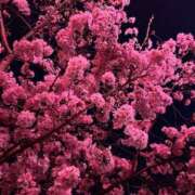 ヒメ日記 2025/07/09 06:12 投稿 なつな 東京妻