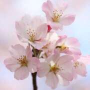 ヒメ日記 2025/04/09 18:33 投稿 スズ ヴィーナス(金津園)