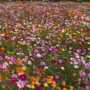 ヒメ日記 2025/10/29 09:43 投稿 しおり 那珂川角海老