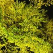 ヒメ日記 2025/11/13 23:13 投稿 しおり 那珂川角海老