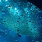 ヒメ日記 2025/11/15 23:13 投稿 しおり 那珂川角海老