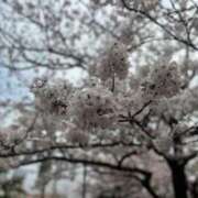 優子 綺麗だったよ🌸 那珂川角海老
