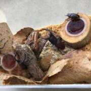 ヒメ日記 2025/11/02 14:33 投稿 直美 那珂川角海老