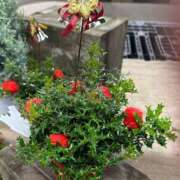 ヒメ日記 2025/12/11 15:53 投稿 直美 那珂川角海老