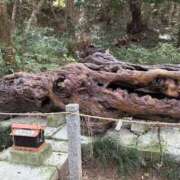 ヒメ日記 2026/01/26 00:13 投稿 ヒカル 那珂川角海老