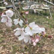 みか 桜 那珂川角海老