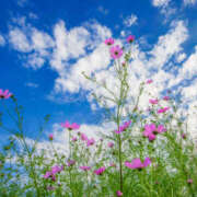 ヒメ日記 2025/09/11 09:09 投稿 のあ ○コキクリニック～○○クリニックシリーズ～