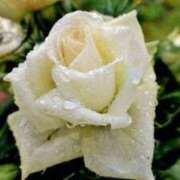 ヒメ日記 2025/09/11 17:12 投稿 相葉れい 五十路マダム富山店(カサブランカグループ)