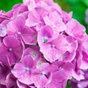 ヒメ日記 2025/06/15 09:01 投稿 はすみ 鹿児島人妻 楊貴妃