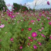 ヒメ日記 2025/10/22 22:22 投稿 はすみ 鹿児島人妻 楊貴妃