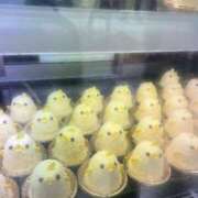 ヒメ日記 2024/12/15 07:15 投稿 ゆず アラモード