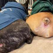 ヒメ日記 2025/01/20 09:15 投稿 ゆず アラモード