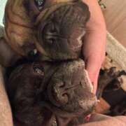 ヒメ日記 2025/01/29 09:37 投稿 ゆず アラモード