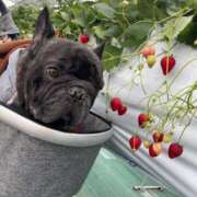 ヒメ日記 2025/02/27 22:01 投稿 ゆず アラモード