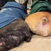 ヒメ日記 2025/04/14 07:39 投稿 ゆず アラモード