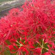 ヒメ日記 2025/11/07 14:19 投稿 ゆず アラモード