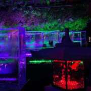 ヒメ日記 2025/11/16 09:13 投稿 ゆず アラモード