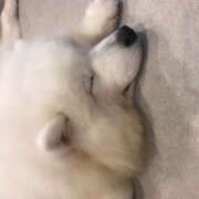 ヒメ日記 2025/01/09 12:50 投稿 まみ クラブリリー