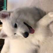 ヒメ日記 2025/03/21 12:18 投稿 まみ クラブリリー