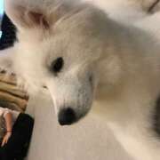 ヒメ日記 2025/04/18 12:52 投稿 まみ クラブリリー