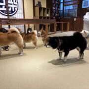 ヒメ日記 2025/03/30 11:18 投稿 あおい New Sky