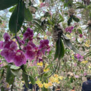 ヒメ日記 2025/06/08 09:14 投稿 あおい New Sky