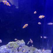 ヒメ日記 2025/06/18 09:33 投稿 あおい New Sky