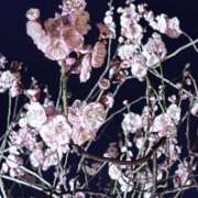 ヒメ日記 2026/03/31 05:41 投稿 あおい New Sky