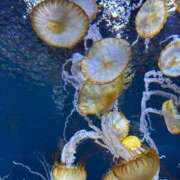 ヒメ日記 2025/11/27 18:49 投稿 ちひろ ラブライフ越谷