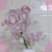 ヒメ日記 2025/01/27 06:04 投稿 ゆき なでしこ(十三)