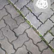 ヒメ日記 2025/03/17 16:40 投稿 ゆき なでしこ(十三)