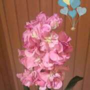 ヒメ日記 2025/03/20 04:28 投稿 ゆき なでしこ(十三)