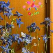 ヒメ日記 2025/05/24 04:33 投稿 ゆき なでしこ(十三)