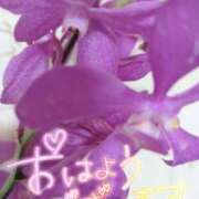 ヒメ日記 2025/07/10 04:39 投稿 ゆき なでしこ(十三)