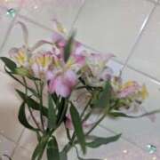 ヒメ日記 2025/09/27 06:15 投稿 ゆき なでしこ(十三)