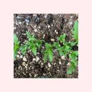 ヒメ日記 2025/04/30 08:31 投稿 森下恭子 お色気物語（横浜ハレ系）