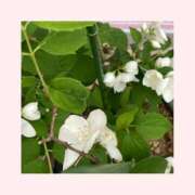 ヒメ日記 2025/05/17 08:17 投稿 森下恭子 お色気物語（横浜ハレ系）