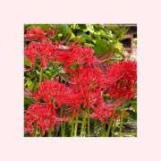 ヒメ日記 2025/09/20 09:22 投稿 森下恭子 お色気物語（横浜ハレ系）