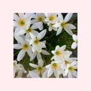 ヒメ日記 2026/03/12 09:03 投稿 森下恭子 お色気物語（横浜ハレ系）