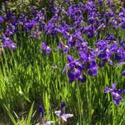 卯月　まや 出勤しました La elf（ラ・エルフ）