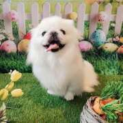 ヒメ日記 2025/03/28 23:36 投稿 愛原よし乃 ローテンブルク