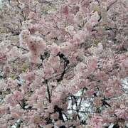 ヒメ日記 2025/03/30 00:25 投稿 愛原よし乃 ローテンブルク