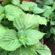 ヒメ日記 2025/06/22 05:46 投稿 愛原よし乃 ローテンブルク