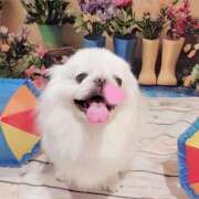 ヒメ日記 2025/06/27 23:33 投稿 愛原よし乃 ローテンブルク