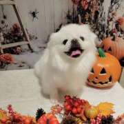 ヒメ日記 2025/10/31 23:58 投稿 愛原よし乃 ローテンブルク