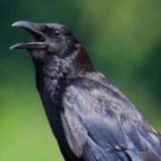 ヒメ日記 2025/08/12 16:09 投稿 みほ 完熟ばなな札幌・すすきの